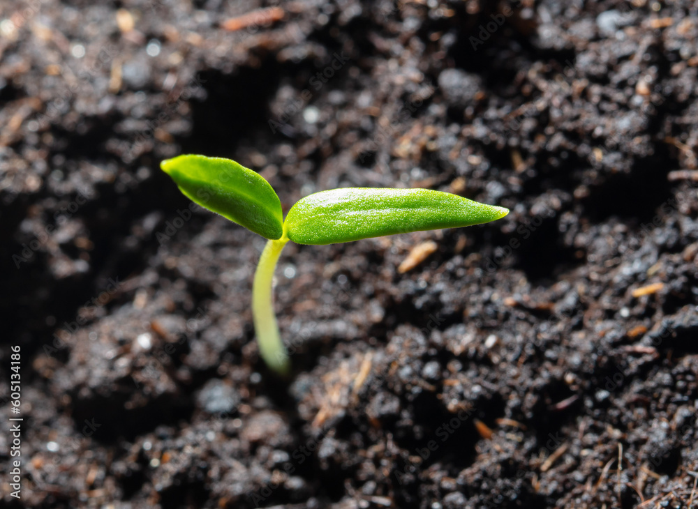 Fototapeta premium A small sprout of bell pepper sprouts in the ground.