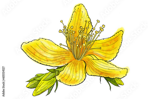Vászonkép illustration of St. John's wort flower in watercolors