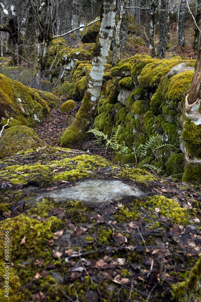Loch Ranghoch Pitlochry Scotland. Tummel river. Forest. Rocks and moss. Loch Ranghoch Pitlochry Scotland. Tummel river. Forest. Rocks and moss.