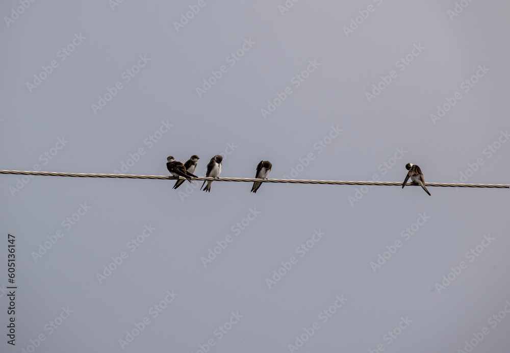 a flock of swallows on a group vacation on a bright spring day a flock of swallows on a group vacation on a bright spring day