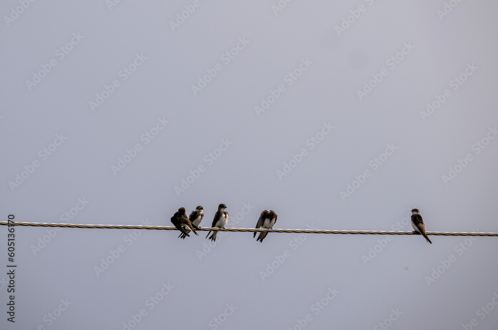 a flock of swallows on a group vacation on a bright spring day