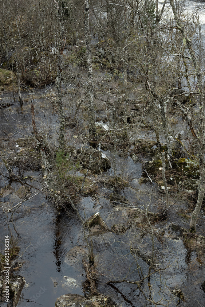 Forest at Loch Ranghoch, river tummel, scotland, Forest at Loch Ranghoch, river tummel, scotland,