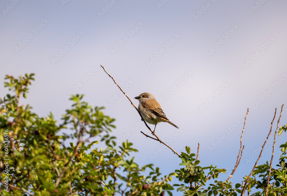 beautiful meadow pipit bird sits on a stone on a bright spring day beautiful meadow pipit bird sits on a stone on a bright spring day