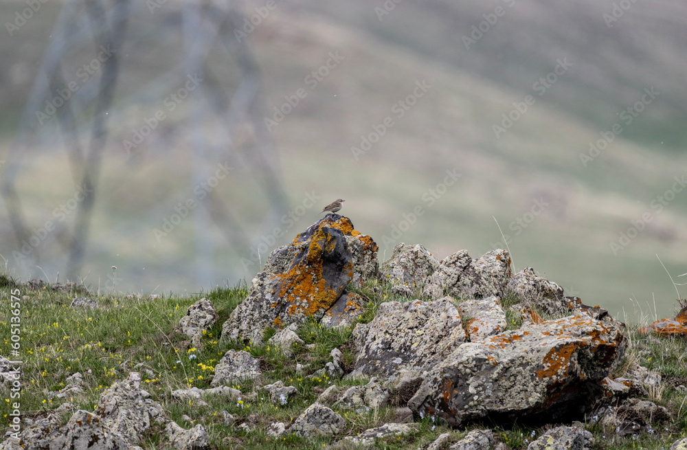 beautiful meadow pipit bird sits on a stone on a bright spring day beautiful meadow pipit bird sits on a stone on a bright spring day