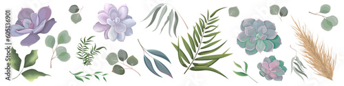 Mix of herbs and plants vector collection. Juicy eucalyptus, deadwood, green plants and leaves. All elements are isolated. Juicy Succulent 