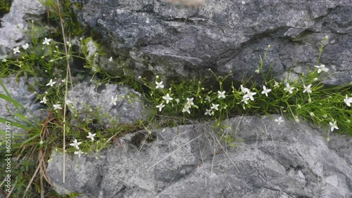 dei bei fiori di colore bianco crescono tra le rocce grigie di una montagna nelle dolomiti photo