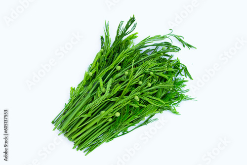 Leucaena leucocephala isolated on white background