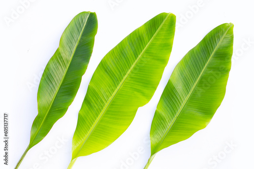 Fresh banana leaves on white background.