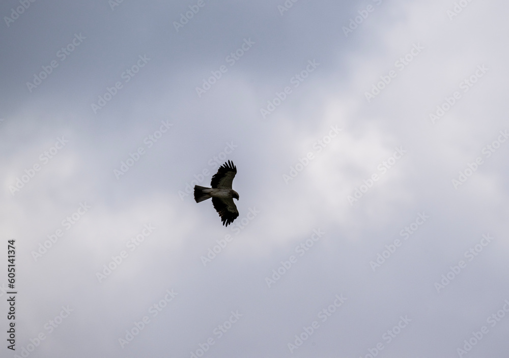 bird of prey harrier flies over the gorge in search of food bird of prey harrier flies over the gorge in search of food