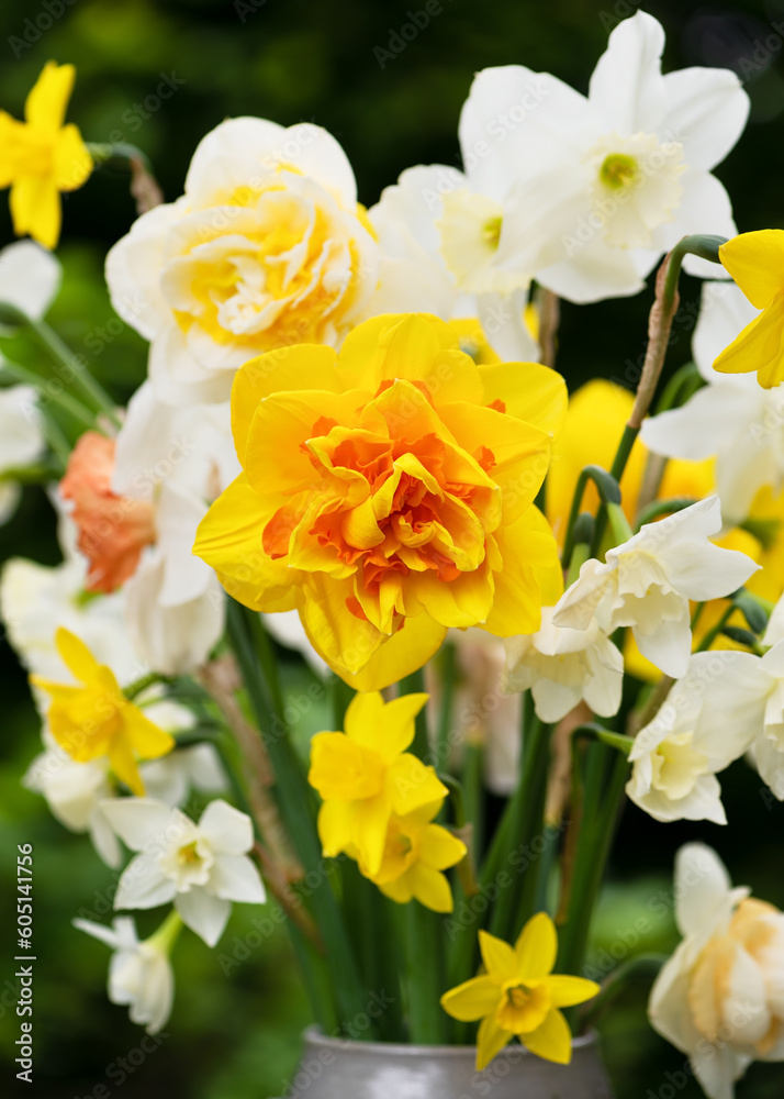 Beautiful different sorts of daffodils white, yellow, double flowers in stone mug in the garden. Yellow, orange filled Narzissen. Selective focus. Beautiful different sorts of daffodils white, yellow, double flowers in stone mug in the garden. Yellow, orange filled Narzissen. Selective focus.