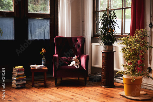 Romantic style interior of small dog on velvet armchair with plants