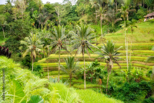 Green rice fields plantation or paddies on Bali island  Indonesia