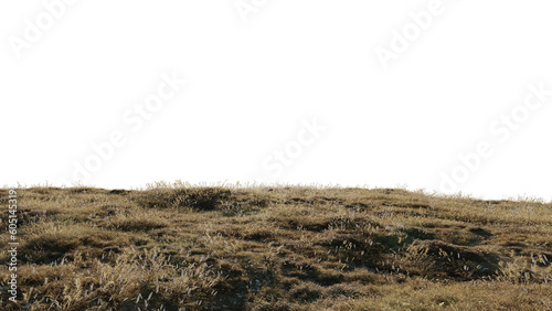 Beautiful grass and flower landscape