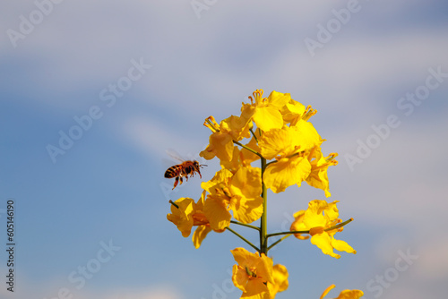 View of a blooming rapeseed field in spring. Sky and blooming rapeseed fields. The concept of agriculture, landscape, ecological disaster. Vertical, vertical video.