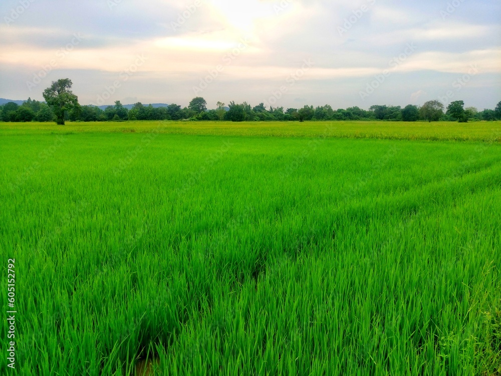 Vast rice fields full of mature rice plants in rural Thailand.