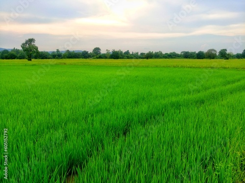 Vast rice fields full of mature rice plants in rural Thailand.