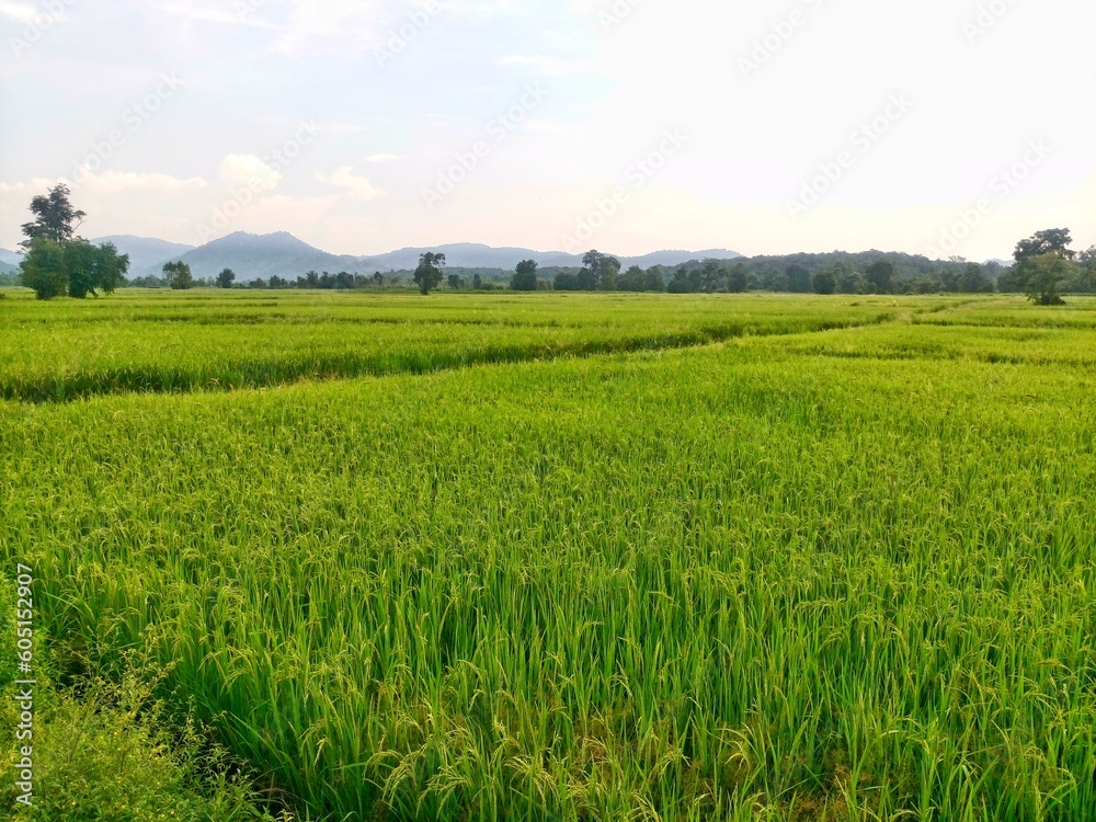 Vast rice fields full of mature rice plants in rural Thailand.