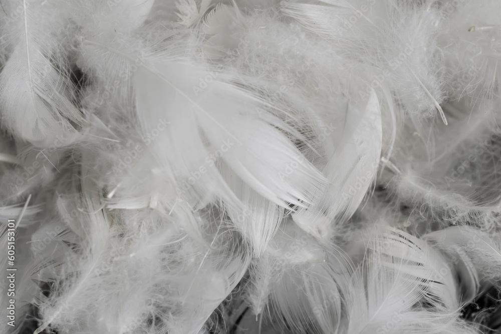 nice white duck feathers. background or texture nice white duck feathers. background or texture
