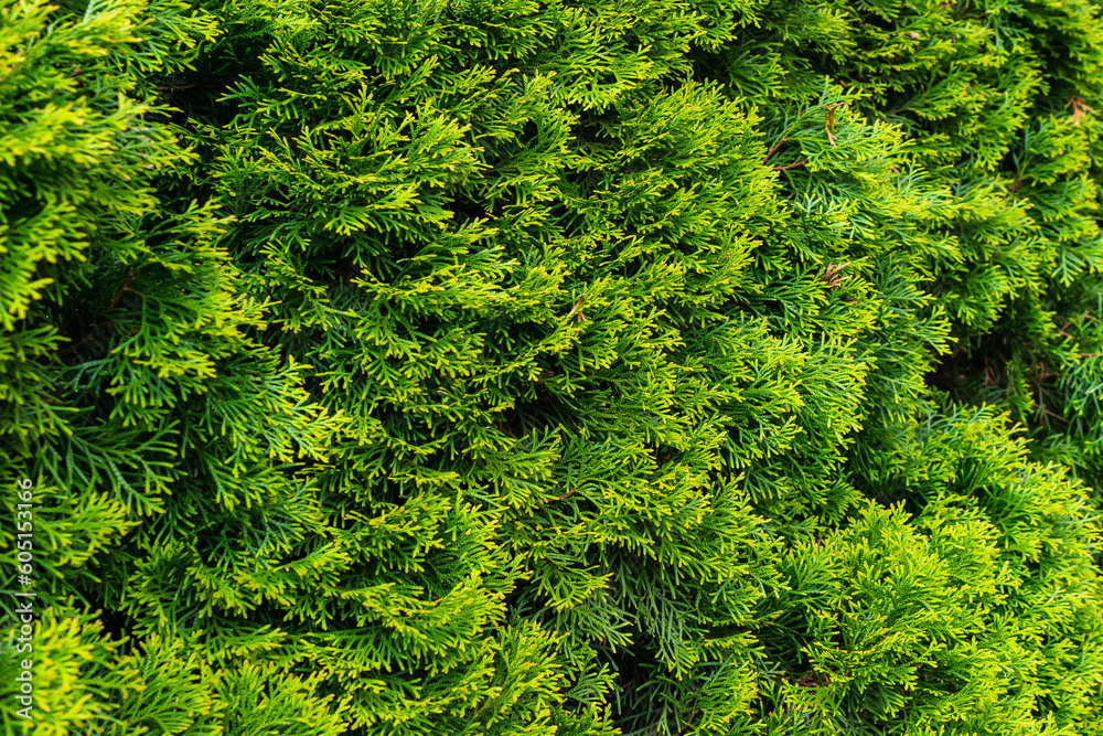 green twigs of thuja emerald with visible texture