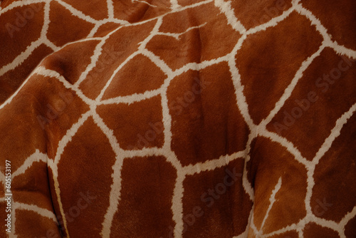 close-up of giraffe animalskin, Giraffa camelopardalis, brown spots on shiny skin against background of lighter base color, artiodactyl mammal from giraffidae family, beautiful natural background