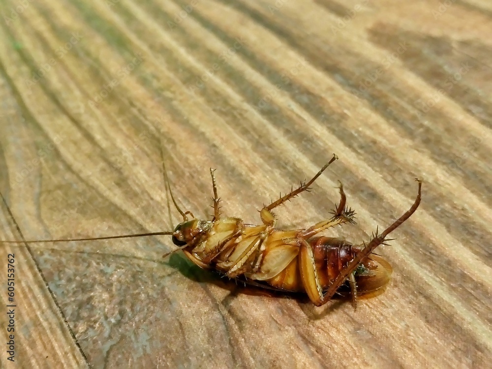 Dead cockroach on the wooden floor after being hit by pesticides. Dead cockroach on the wooden floor after being hit by pesticides.