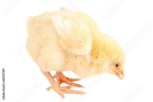 Bild auf Leinwand Little chicken pecks the grain isolated on transparent background