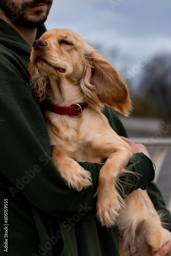 The cocker spaniel sits in the arms of its owner. Cropped view of a bearded man in a green jacket holding a dog in his arms.