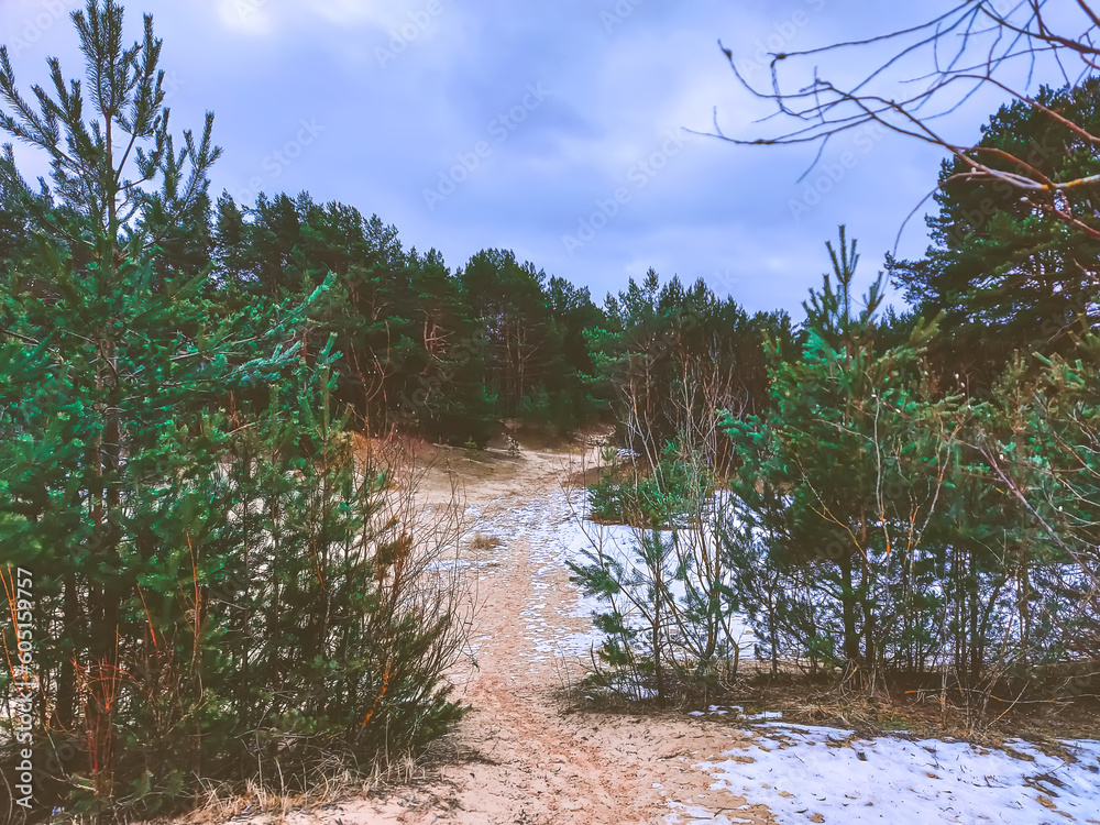 Spruce trees and sandy beach in a winter day. Spruce trees and sandy beach in a winter day.