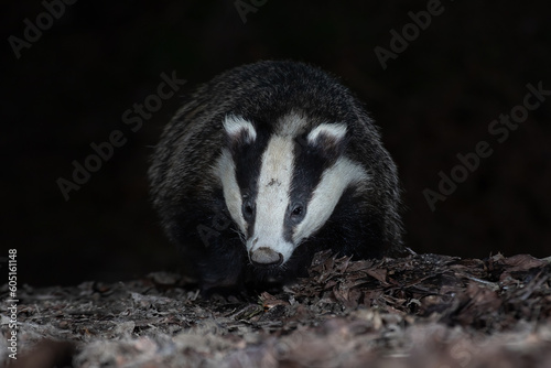 Taken from ground level, the image shows a badger close head on as it forages among the leaves at night. It has a dark plain background ideal for text © alan1951