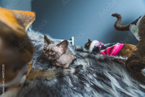 Devon rex cats photographed on the fluffy bed, pets having a rest. High quality photo © PoppyPix