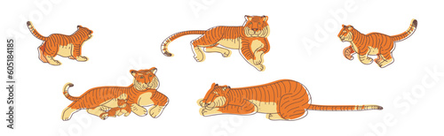 Fototapeta Naklejka Na Ścianę i Meble -  Striped Tiger with Orange-brown Fur as Wild Cat Species in Different Pose Vector Set