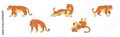 Striped Tiger with Orange-brown Fur as Wild Cat Species in Different Pose Vector Set