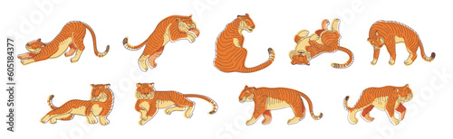 Striped Tiger with Orange-brown Fur as Wild Cat Species in Different Pose Vector Set