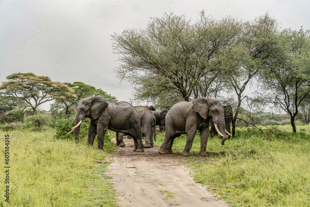 Obraz premium elephants on the streets in the wild in Africa tanzania tarangire park