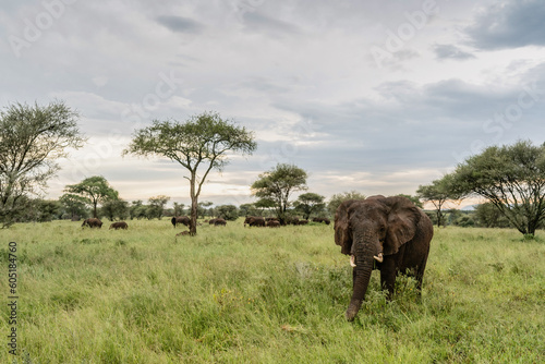elephants in the serengeti national park