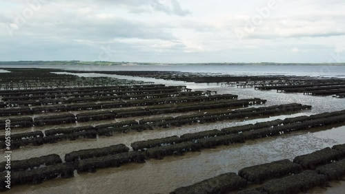 Oyster farming and oyster traps, floating mesh bags. Drone Aereal View Woodstown beach, Waterford, Ireland photo