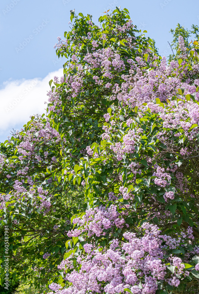 満開のライラックの花 / Lilacs in full bloom