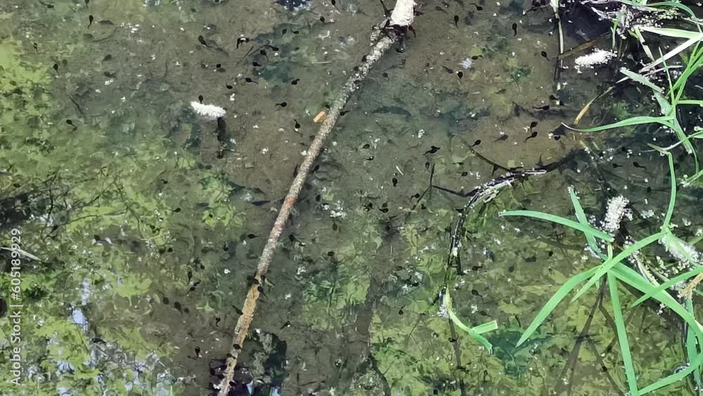 Tadpoles swimming in shallow river water with surface rippling movement as they forage for food Tadpoles swimming in shallow river water with surface rippling movement as they forage for food