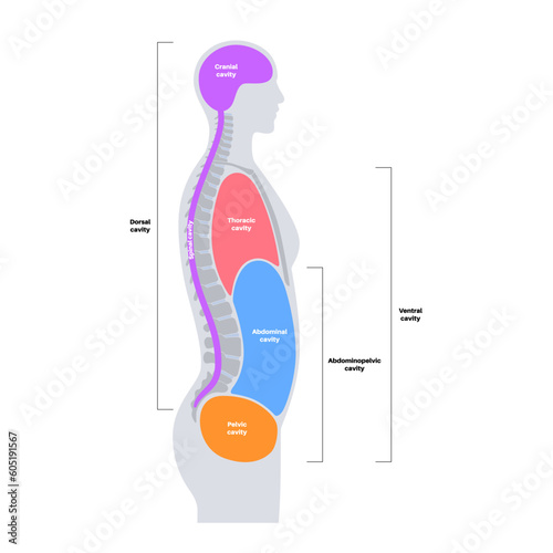 Body cavities poster