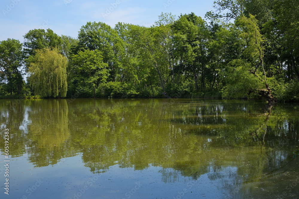 Nature at the pond Pionierteich in Akademiepark, Wiener Neustadt, Lower Austria, Austria, Europe, Central Europe
Nature at the pond Pionierteich in Akademiepark, Wiener Neustadt, Lower Austria, Austria, Europe, Central Europe