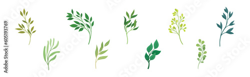Green Twig and Branch with Leaves Vector Set
