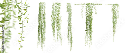 Set of Vernonia Elliptica creeper plant, vol. 1, isolated on transparent background. 3D render.