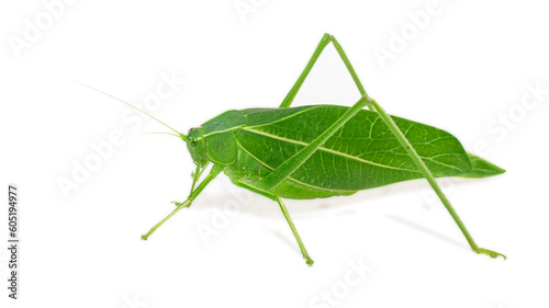Giant katydid (Stilpnochlora couloniana) isolated on white background, - Picture Insect