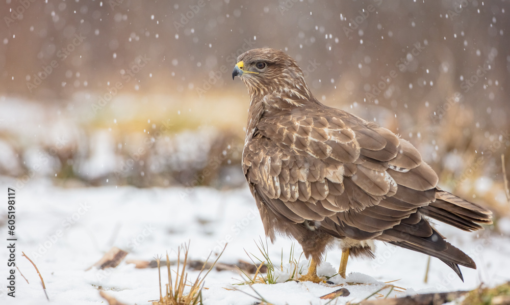 Common Buzzard in early spring at a wet forest Common Buzzard in early spring at a wet forest