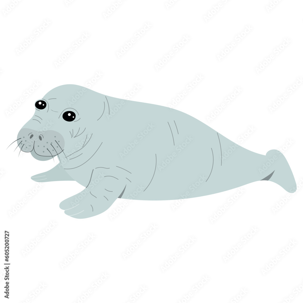 Fototapeta premium Cute baby manatee isolated on white background. Hand drawn vector illustration of sea cow. 