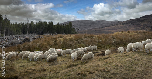 Herd of sheep at Scottish Highlands. Mountains. A837. Westcoast.
