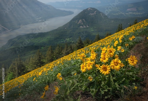 Fotografie Arnica wildflowers in full bloom above river