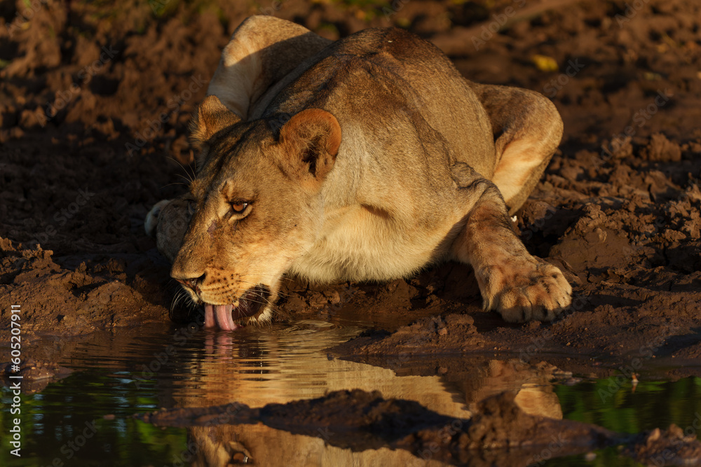 Fototapeta premium Lioness (Panthera Leo) drinking from a small pool in the warm light of the late afternoon in Mashatu Game Reserve in the Tuli Block in Botswana