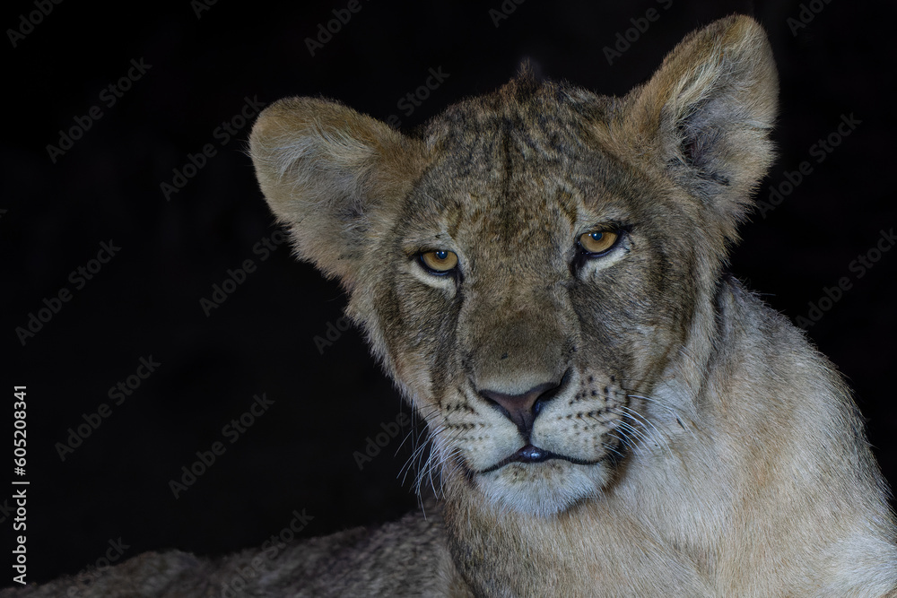 Obraz premium Portrait of a young Lion (Panthera leo) with a spotlight after dark in Mashatu Game Reserve in the Tuli Block in Botswana. Black background.