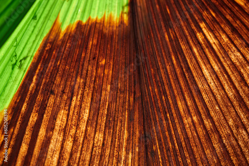 Full frame shot of dried fan palm leaf background photo